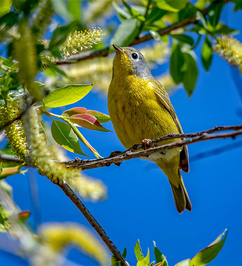 Birds Watching Tours in Willis, TX